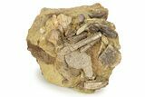 Fossil Hadrosaur Teeth, Tendon & Bone In Sandstone - Wyoming #227486-1